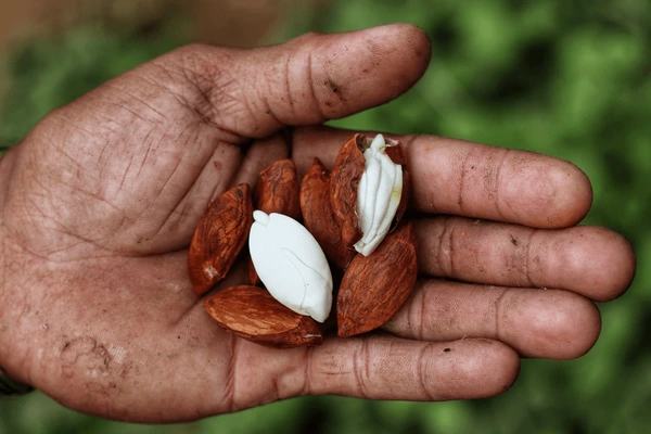 Photographie de Noix de Pili
