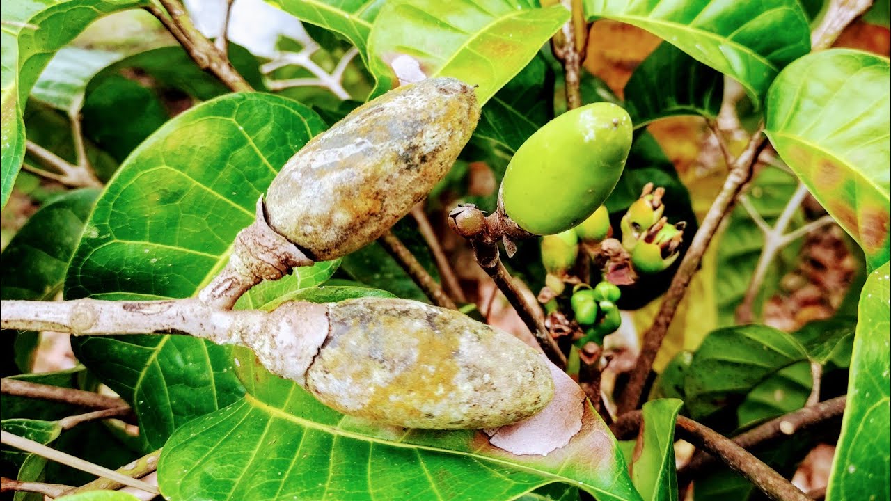 Photographie de Noix de Pili