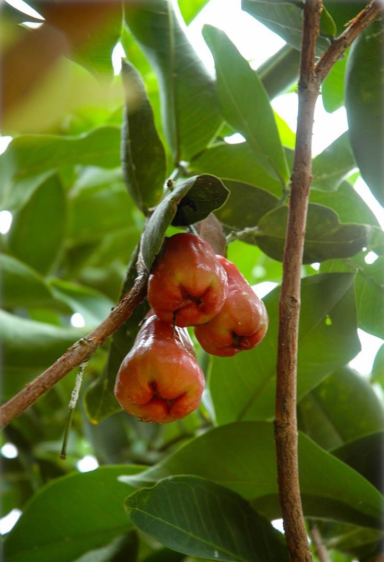 Photographie de Pomme de Java