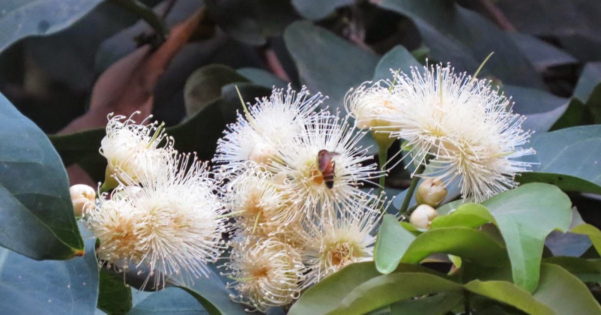 Photographie de Pomme de Java