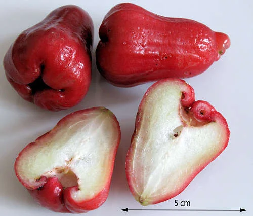 Photographie de Pomme de Java