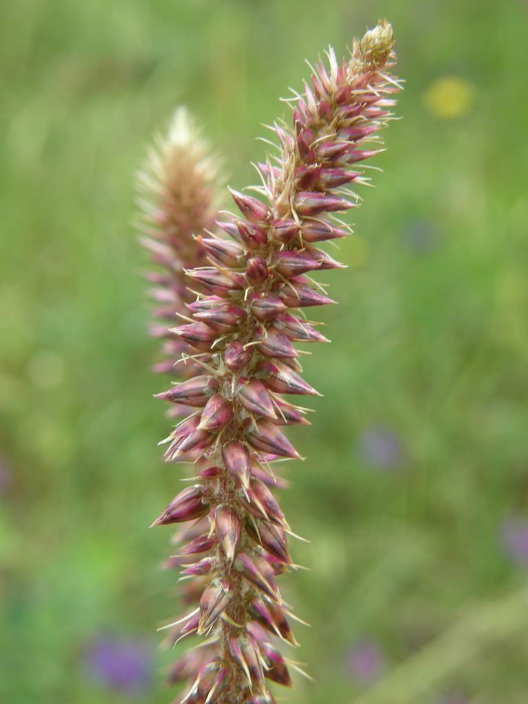 Photographie de Fleur de Paille