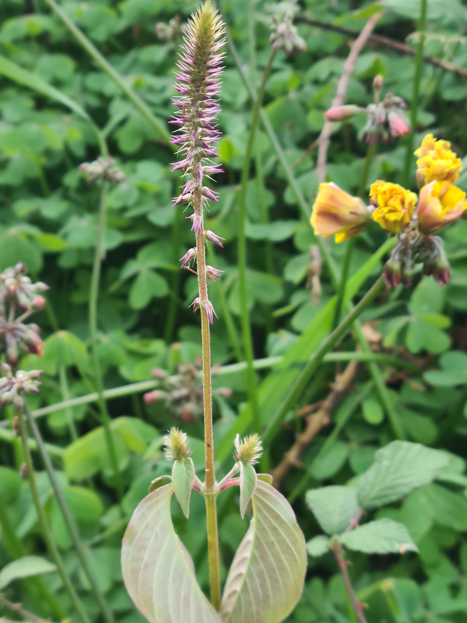 Photographie de Fleur de Paille