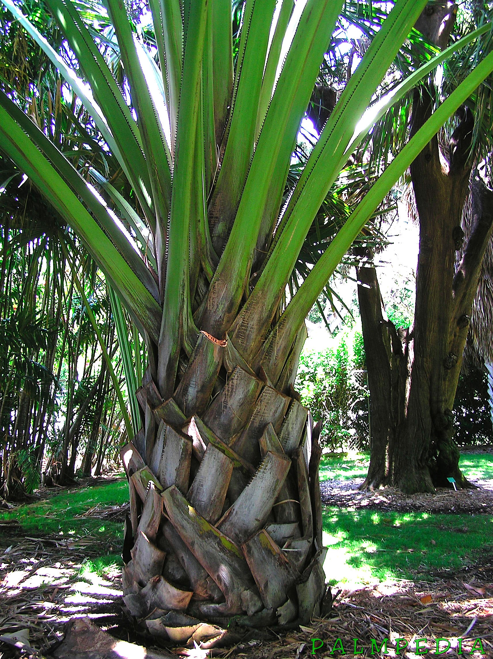 Photographie de Palmier Buri