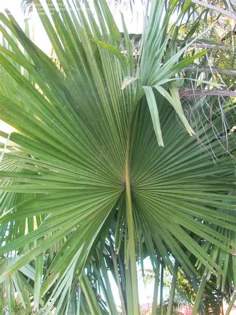 Photographie de Palmier Buri