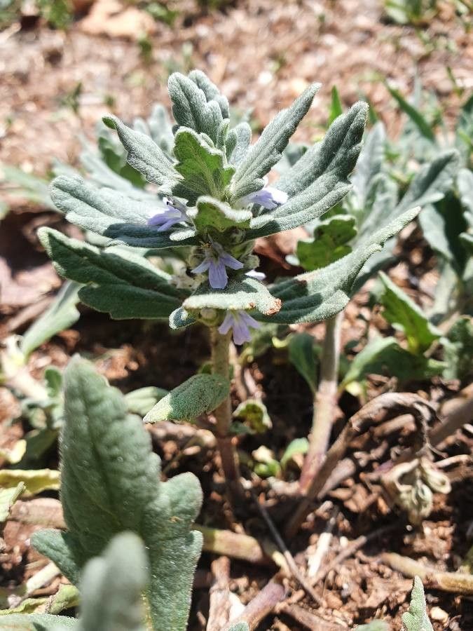 Photographie de Ajuga