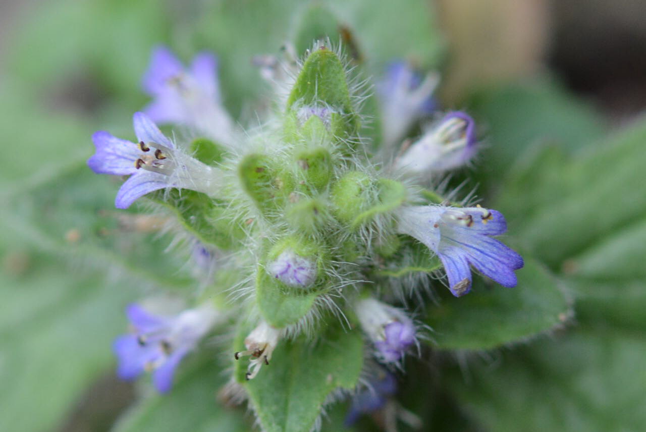 Photographie de Ajuga