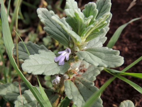 Photographie de Ajuga