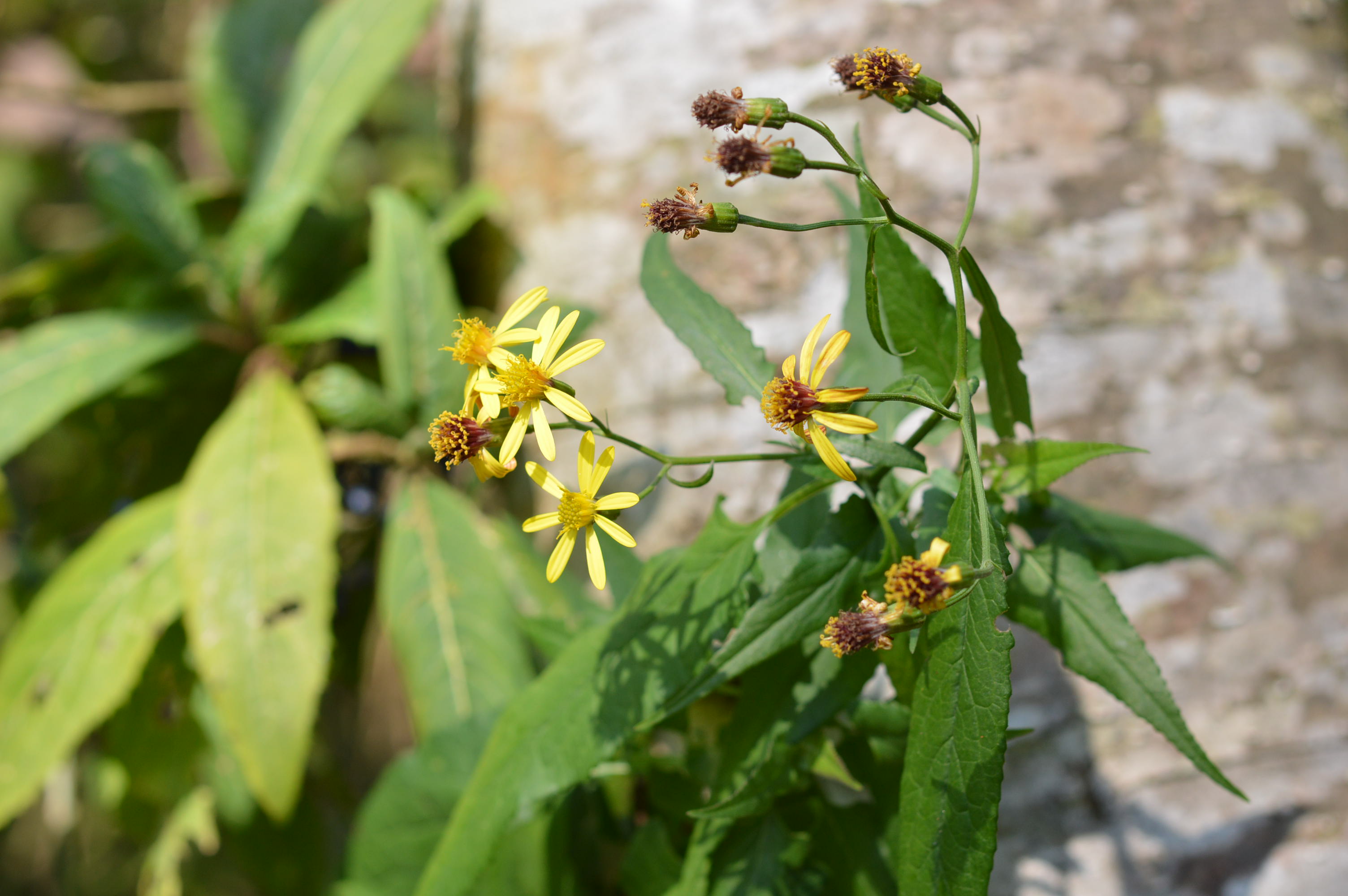 Photographie de Senecio