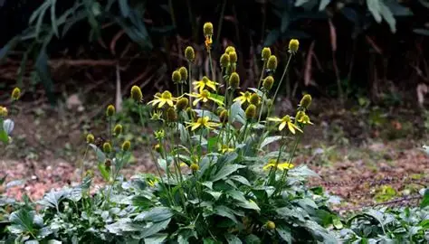 Photographie de Senecio