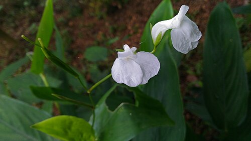 Photographie de Marante