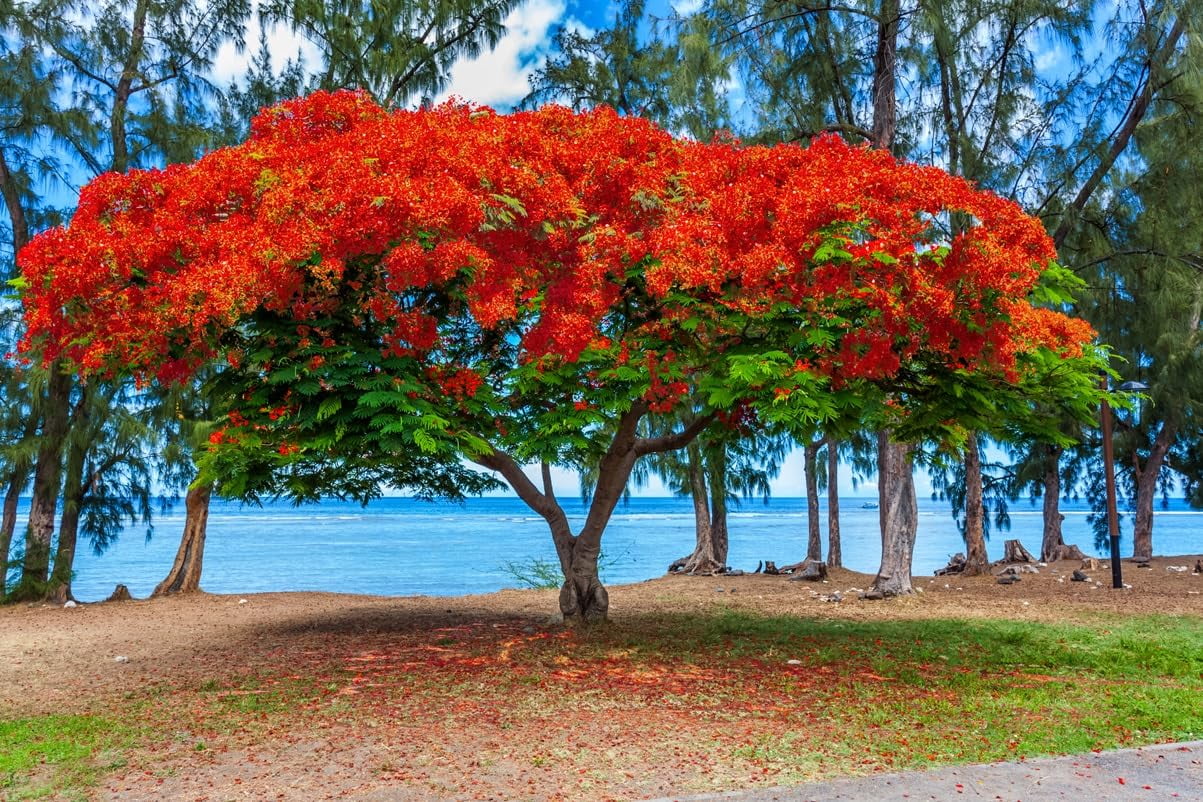 Photographie de Flamboyant