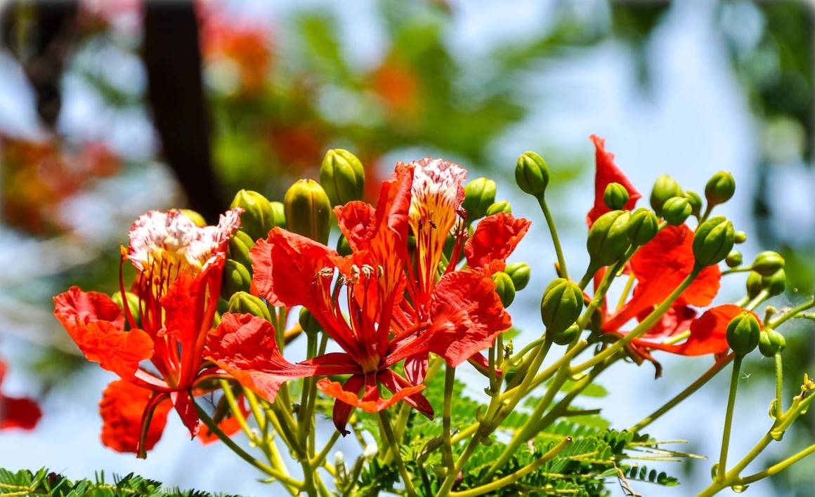 Photographie de Flamboyant