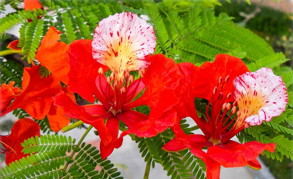Photographie de Flamboyant
