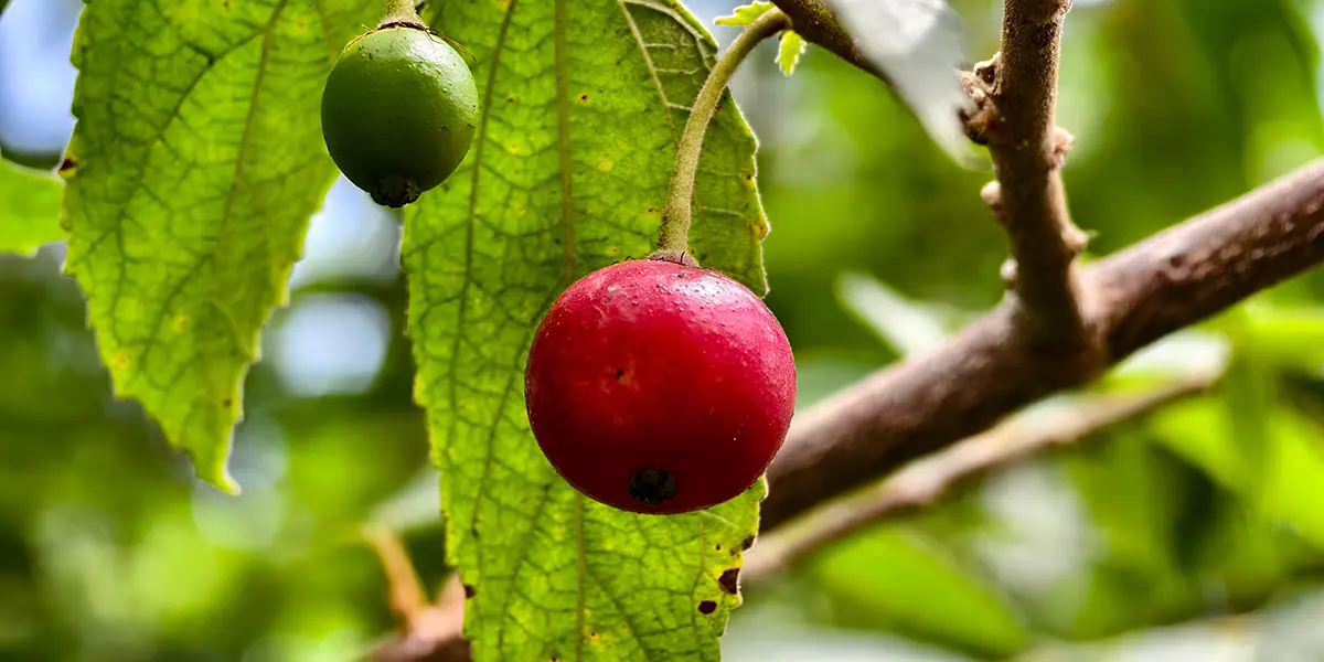 Photographie de Cerisier de Jamaïque