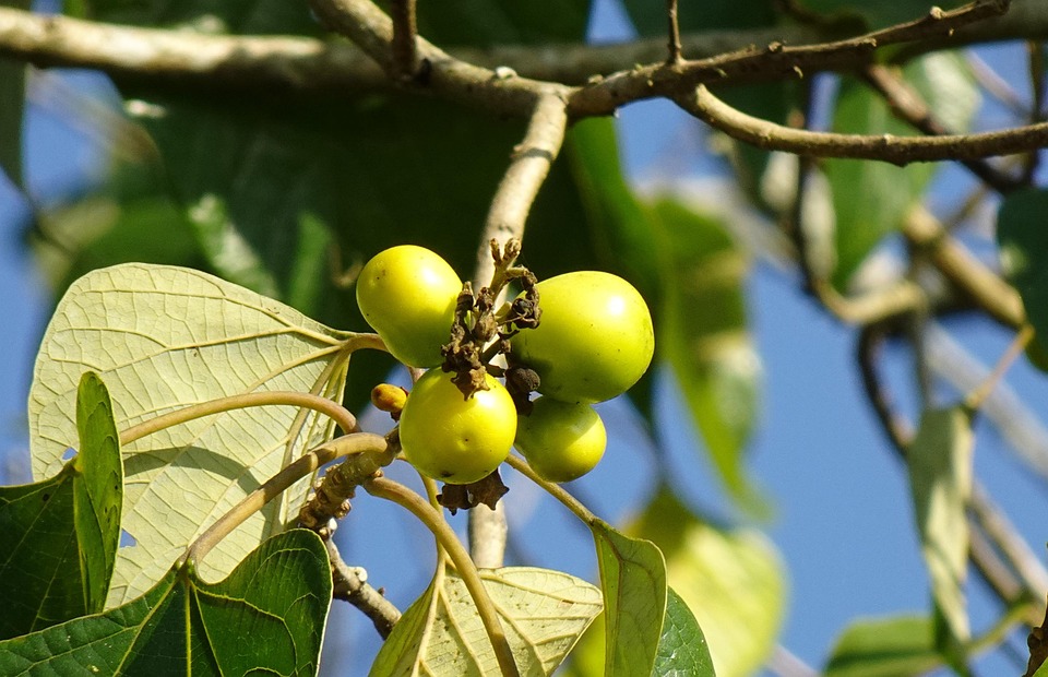 Photographie de Gmelina