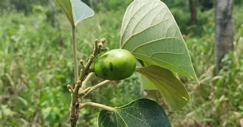 Photographie de Gmelina