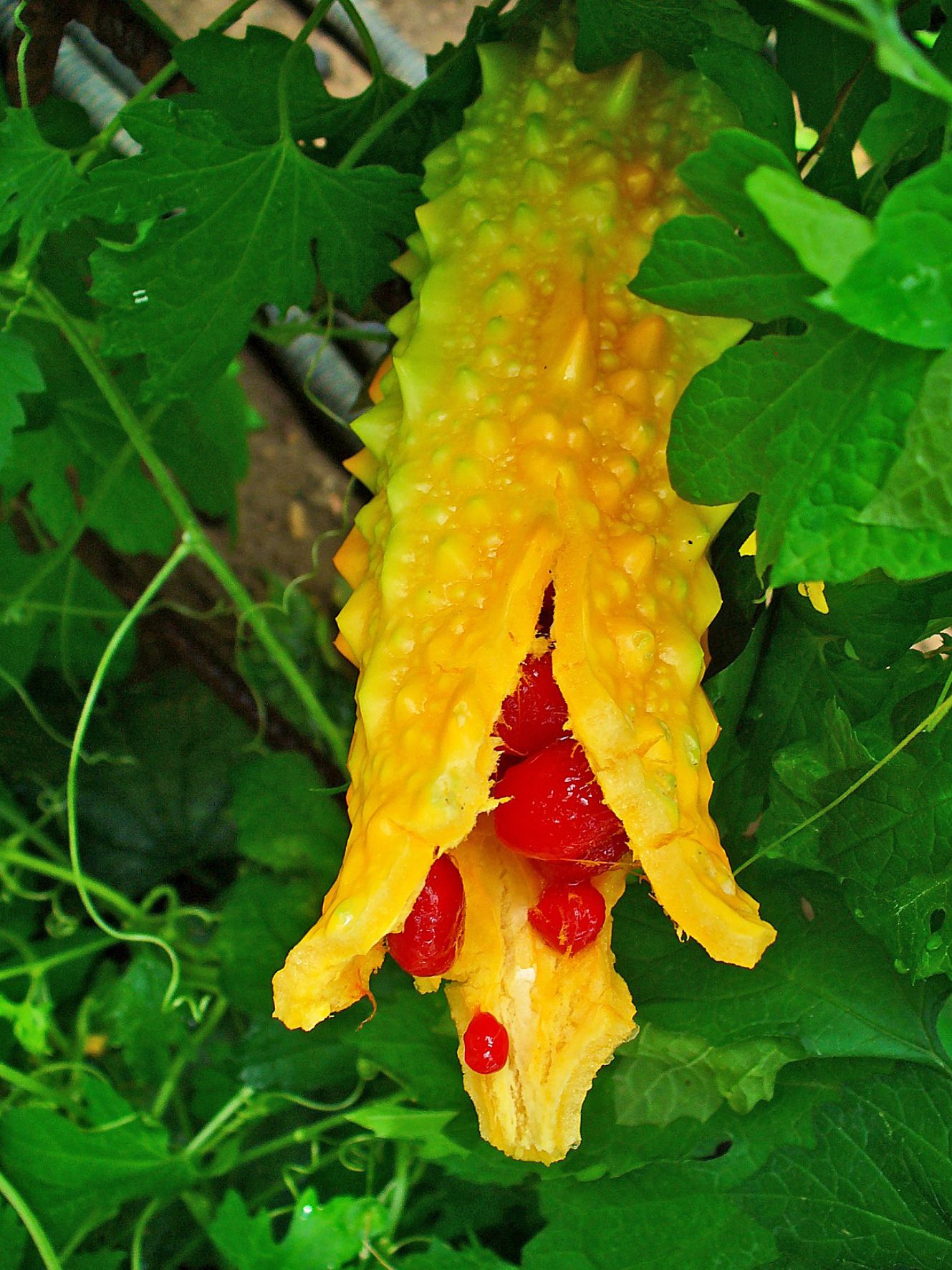 Photographie de Concombre Amer