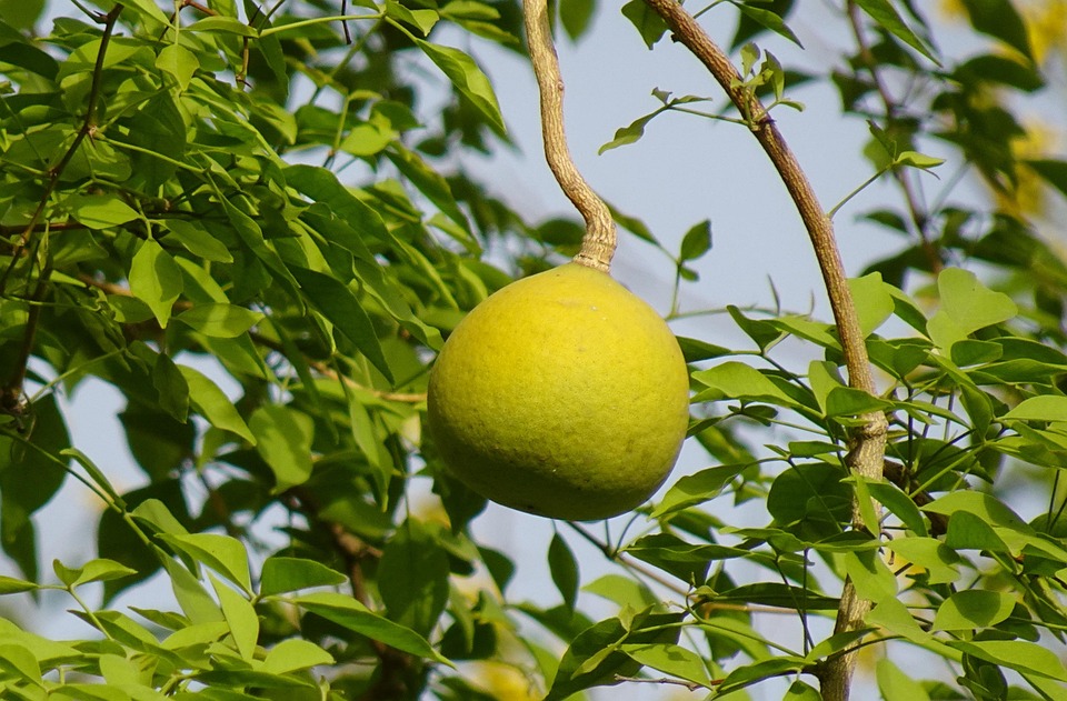 Photographie de Coing du Bengale