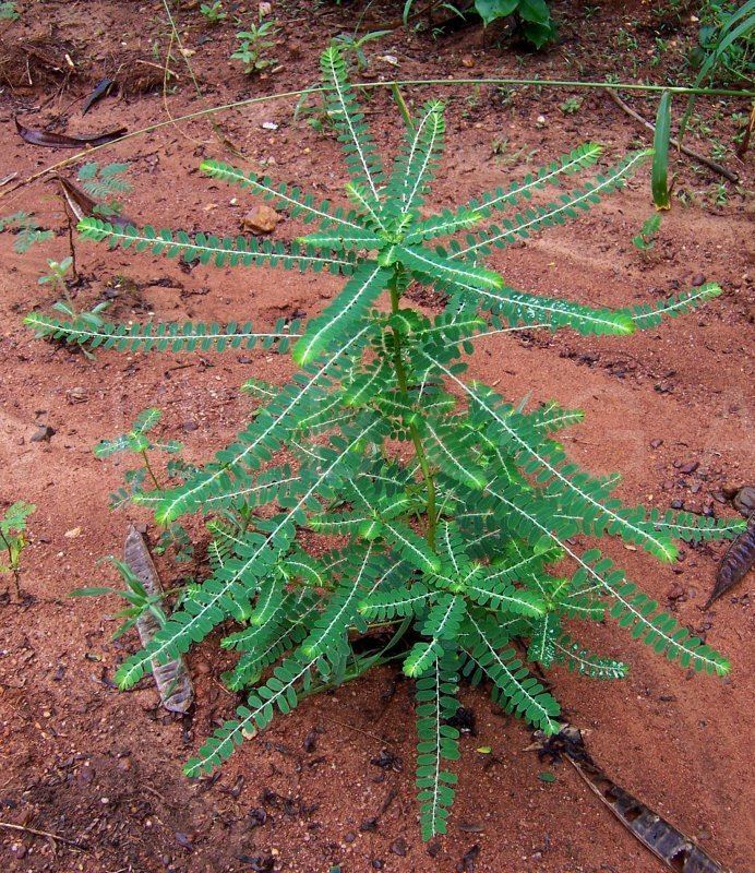 Photographie de Créole de Quinine