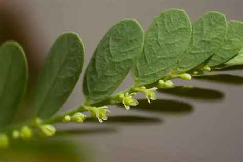 Photographie de Créole de Quinine