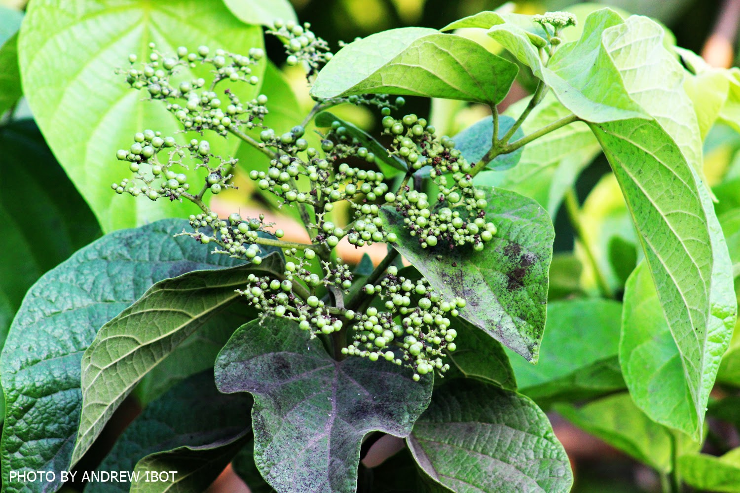 Photographie de Premna parfumé