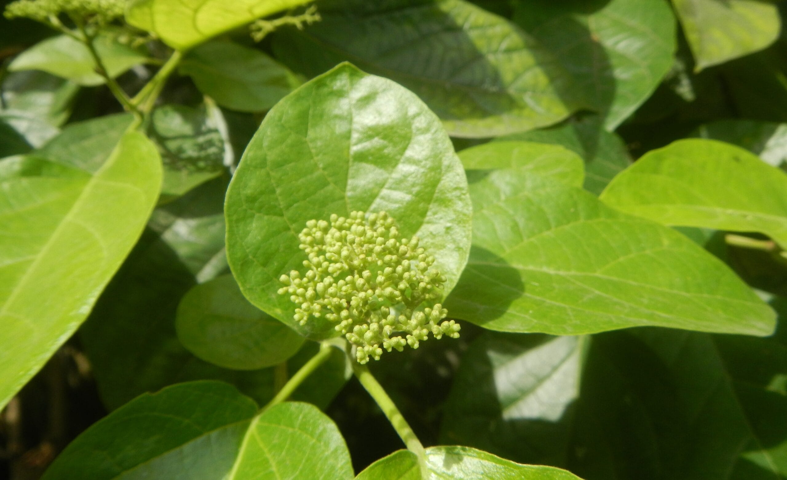Photographie de Premna parfumé