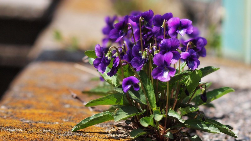 Photographie de Violette Odorante
