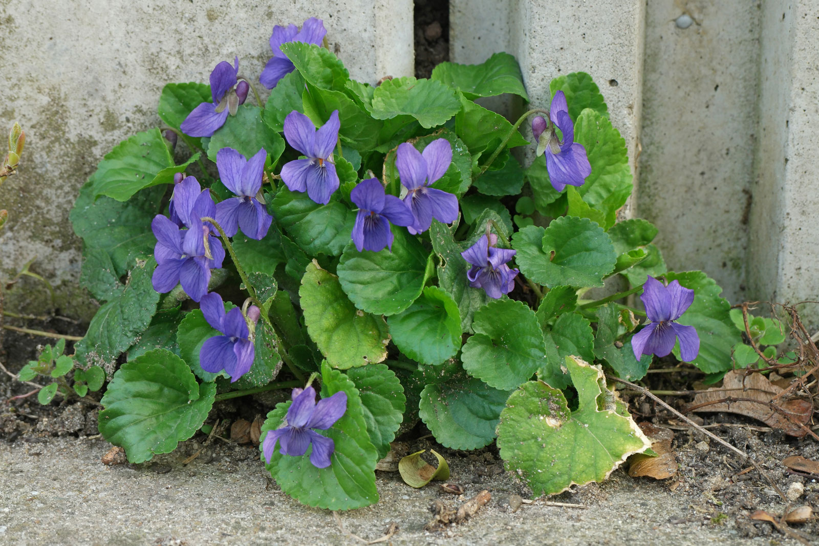 Photographie de Violette Odorante