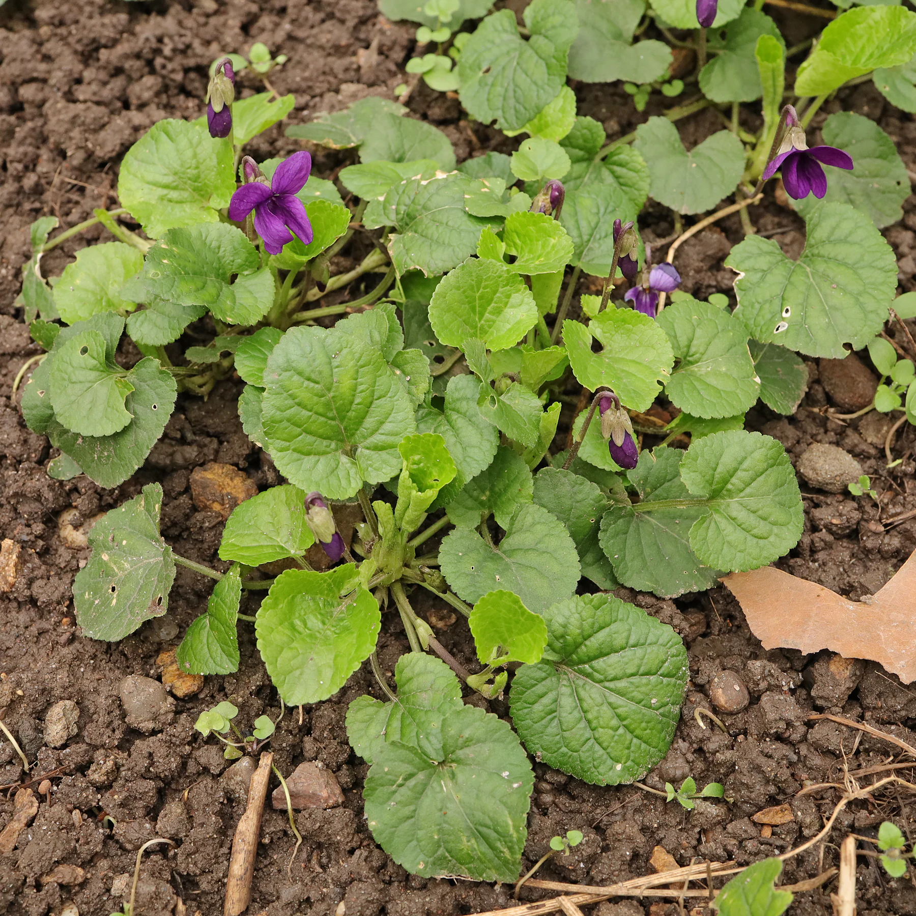 Photographie de Violette Odorante