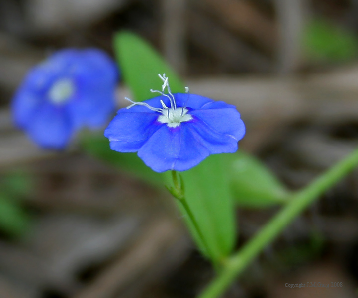 Photographie de Shankhpuspi