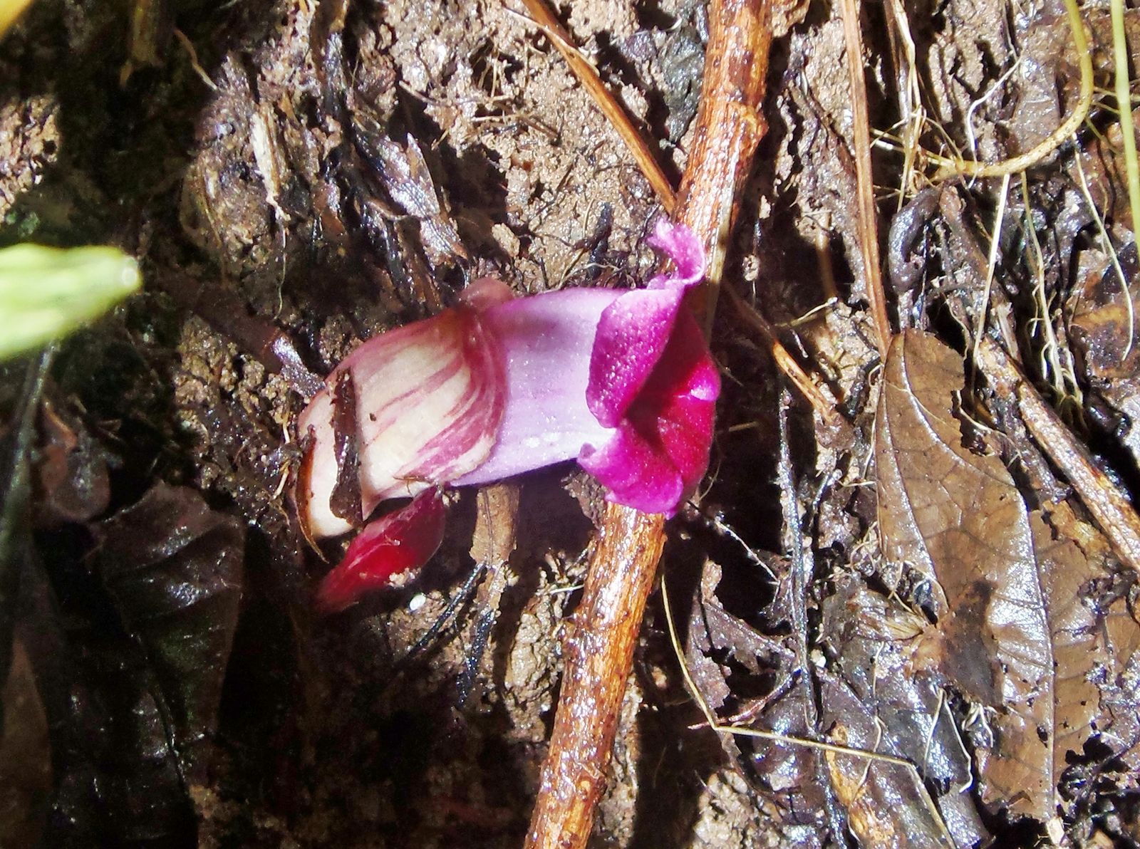 Photographie de Aeginetia