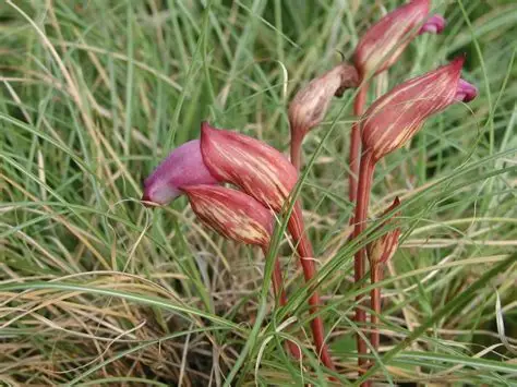 Photographie de Aeginetia