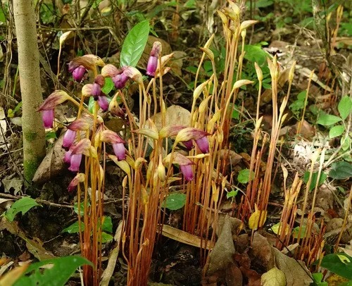 Photographie de Aeginetia