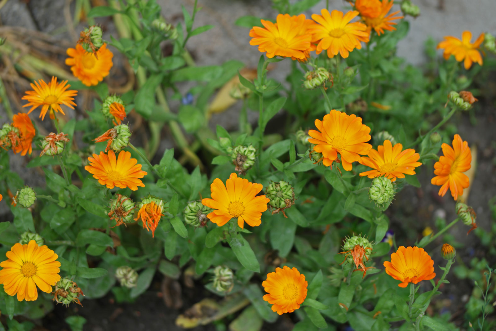 Photographie de Calendula