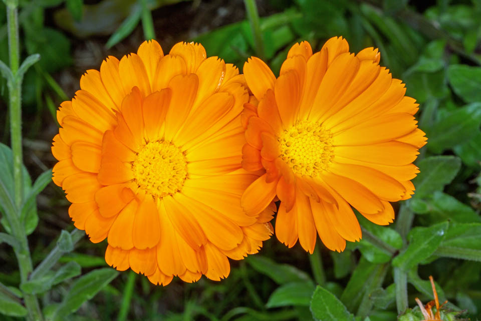 Photographie de Calendula