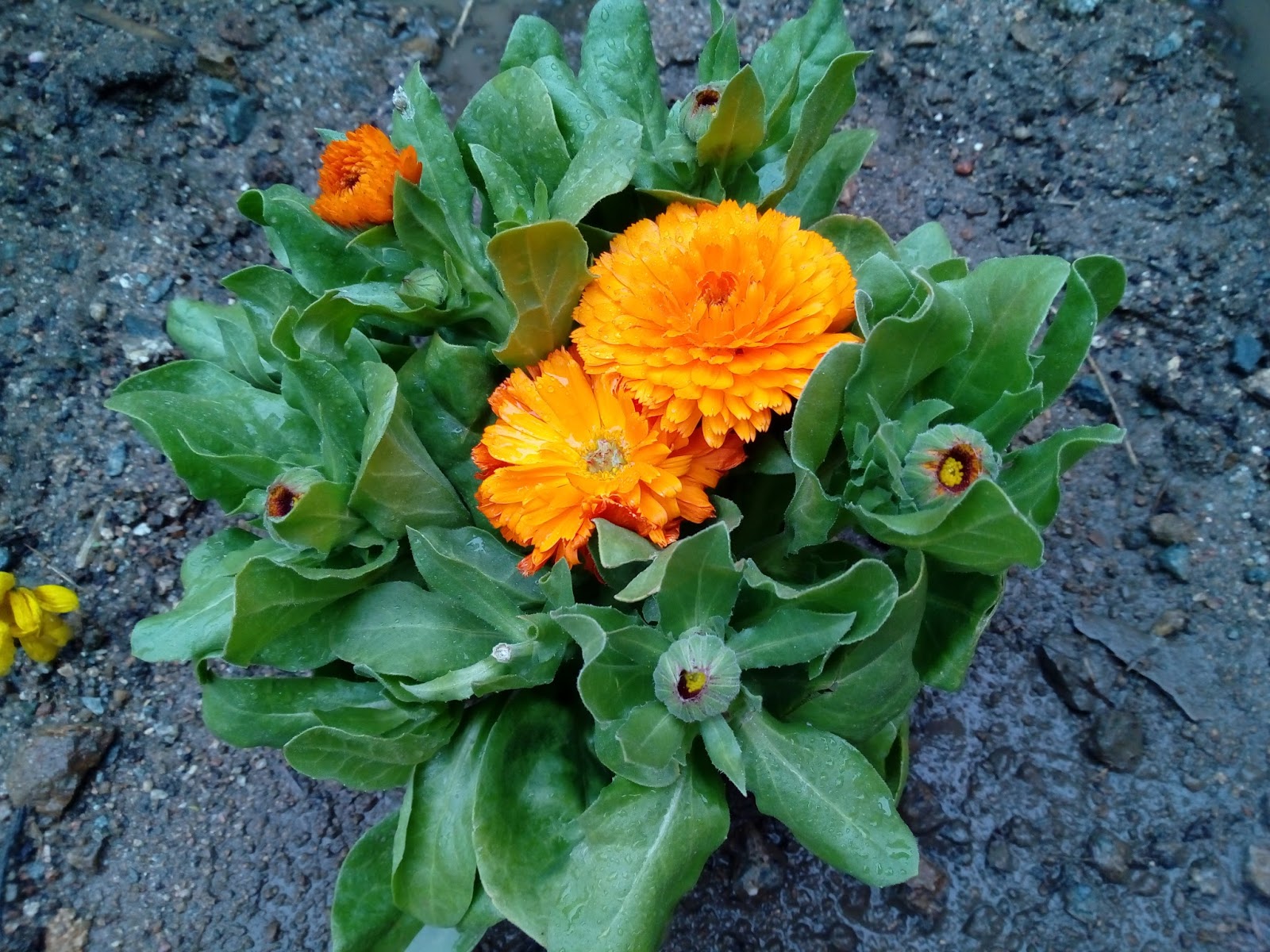 Photographie de Calendula