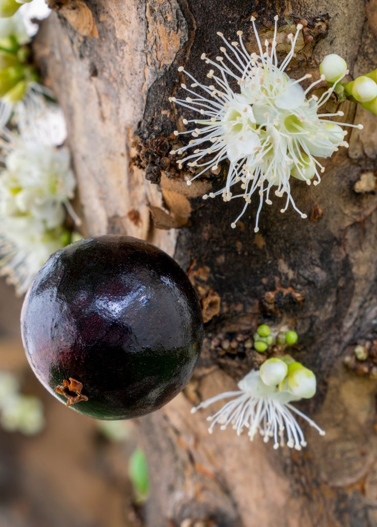 Photographie de Jaboticaba