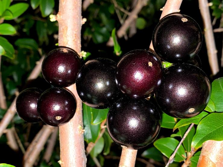 Photographie de Jaboticaba