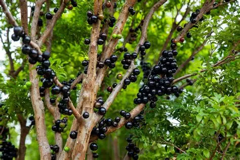 Photographie de Jaboticaba