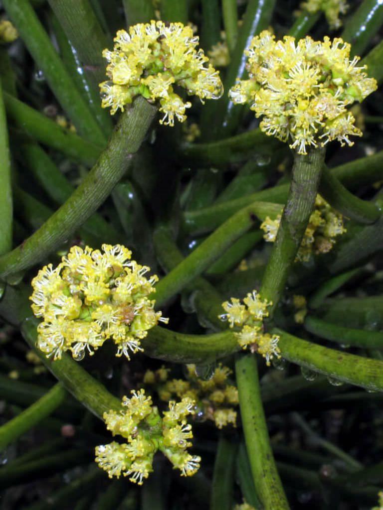 Photographie de Plante Crayon