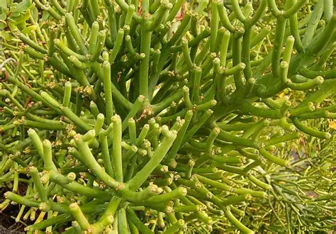 Photographie de Plante Crayon