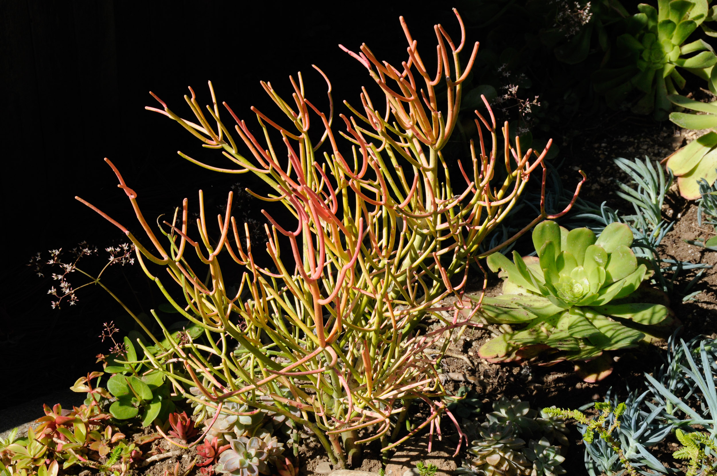 Photographie de Plante Crayon