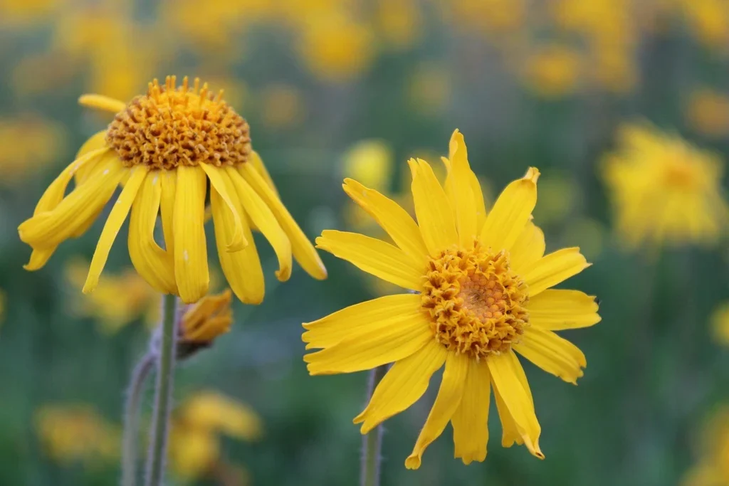 Photographie de Arnica