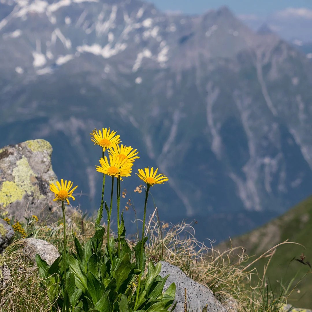 Photographie de Arnica