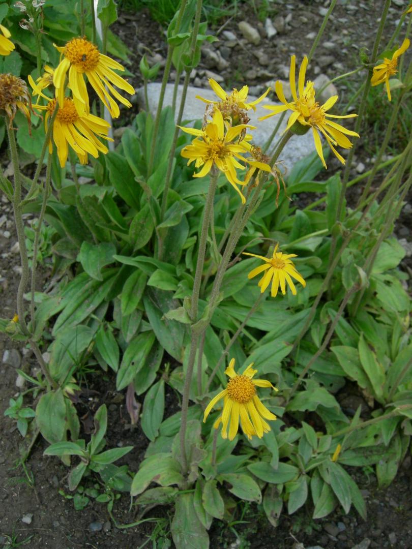 Photographie de Arnica