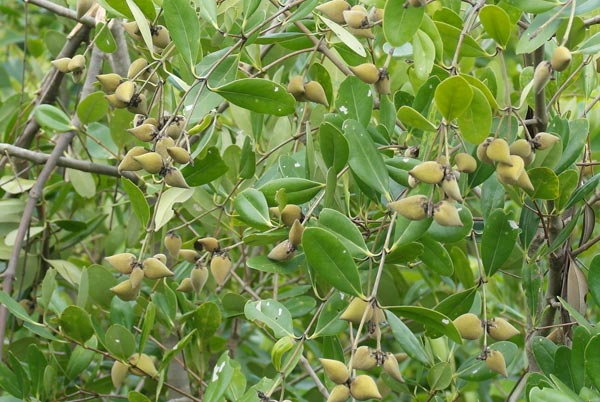 Photographie de Mangrove Indienne