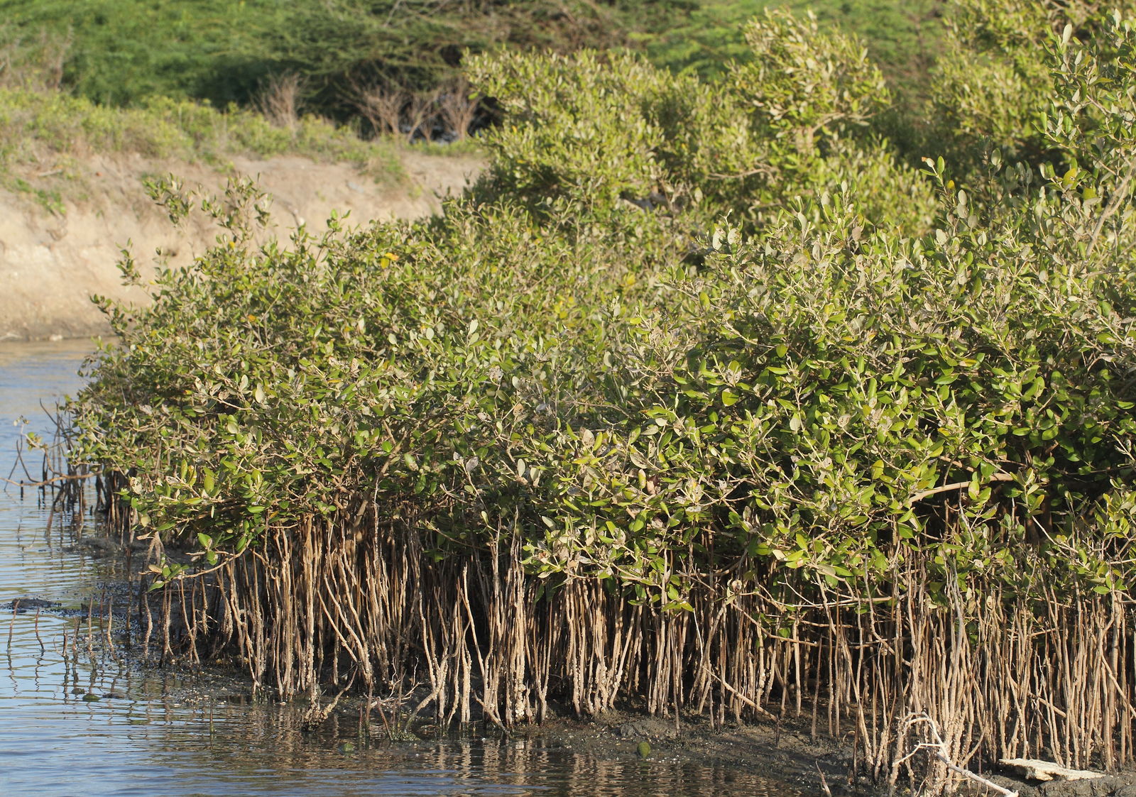 Photographie de Mangrove Indienne