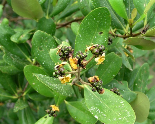 Photographie de Mangrove Indienne