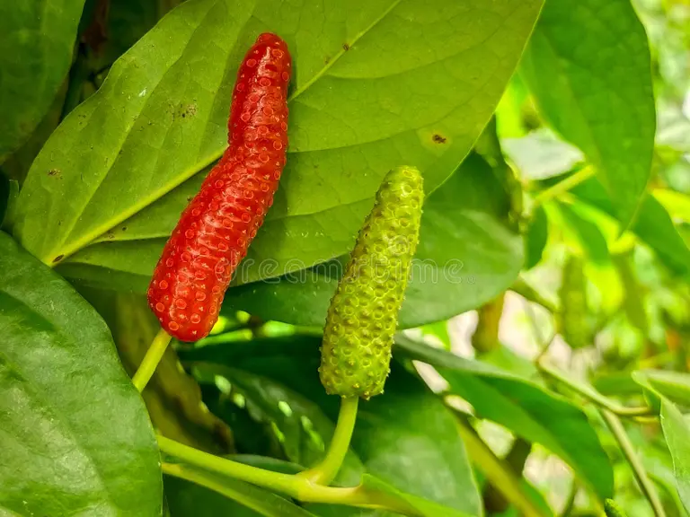 Photographie de Poivre long de Jawa